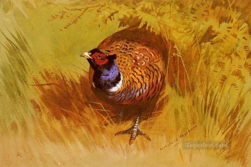  paja Lienzo - Un pájaro faisán gallo Archibald Thorburn